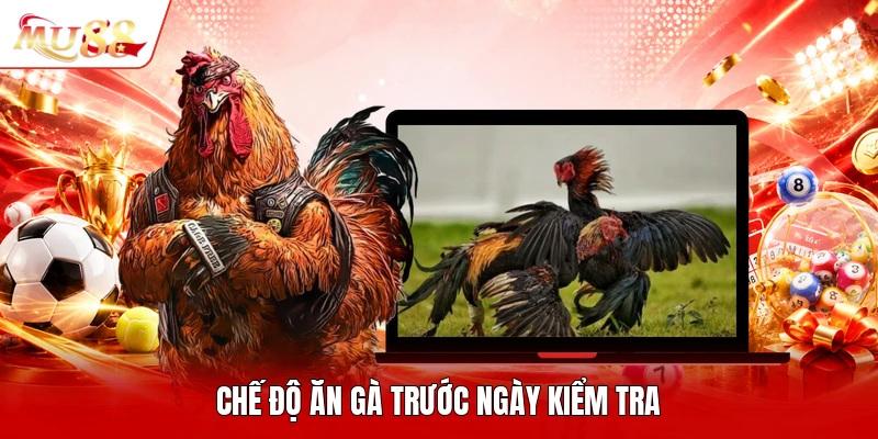 Chế độ ăn gà trước ngày kiểm tra